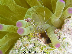 Spotted cleaner shrimp in giant anemone by Michele Kelly 